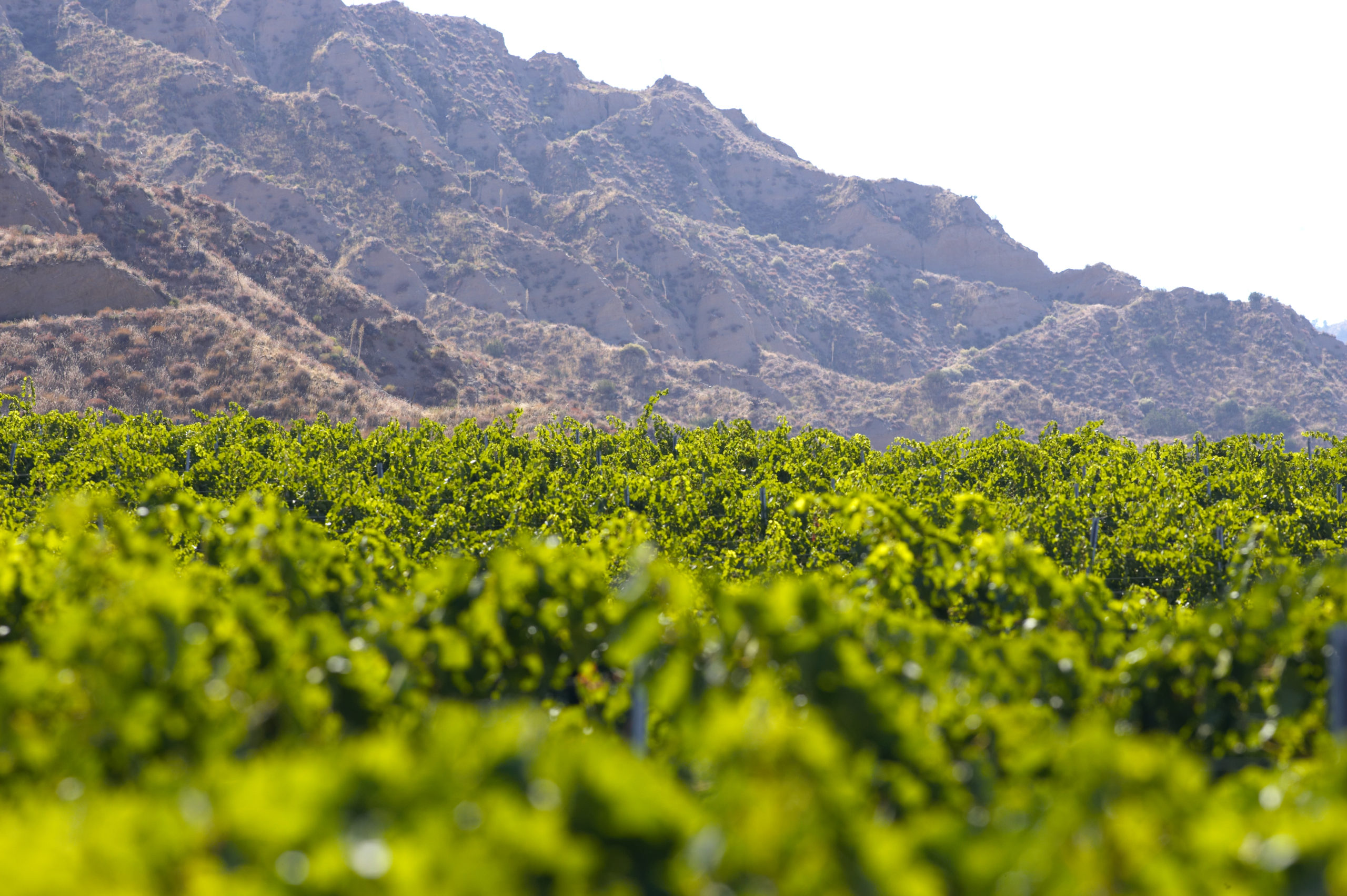 Santa Barbara Highlands Vineyards